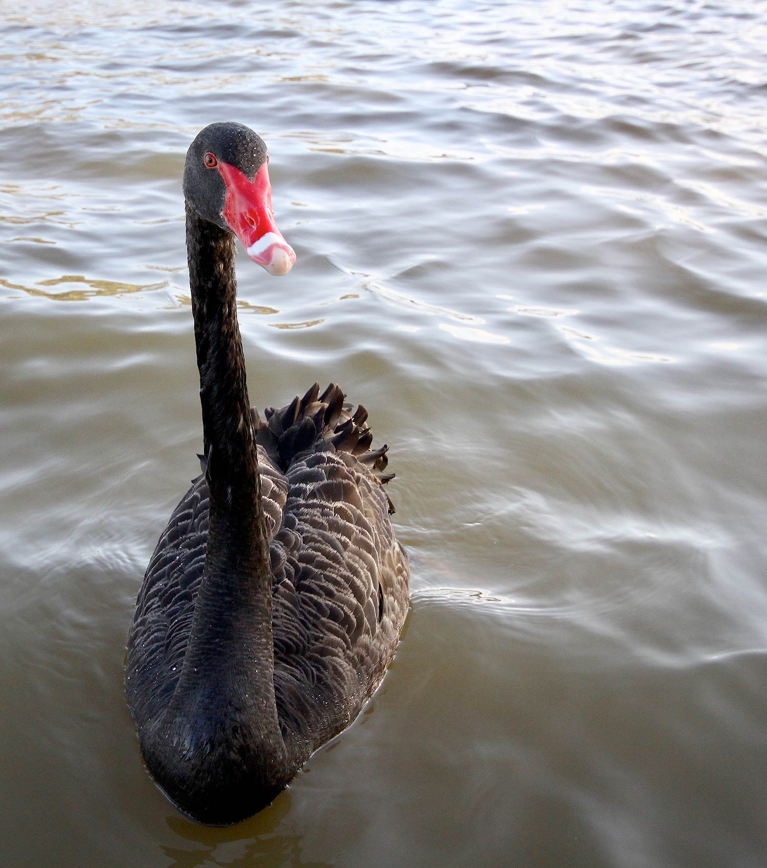 Houseboat Black Swan